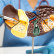 A healthcare professional in gloves and scrubs points with a pen at a detailed liver model, illustrating its internal structures and functions.