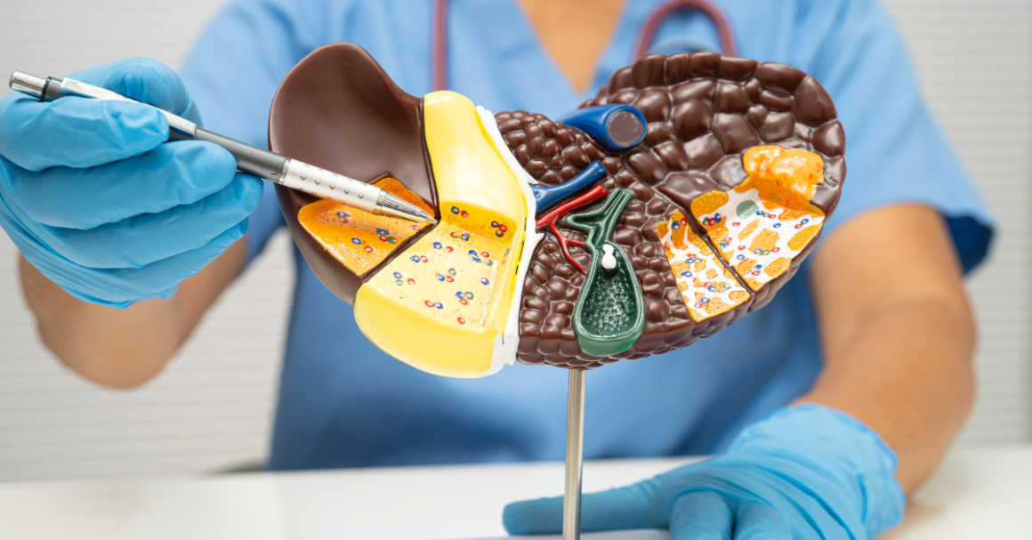 A healthcare professional in gloves and scrubs points with a pen at a detailed liver model, illustrating its internal structures and functions.