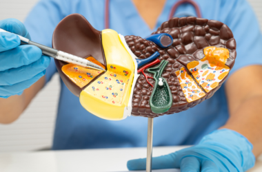 A healthcare professional in gloves and scrubs points with a pen at a detailed liver model, illustrating its internal structures and functions.