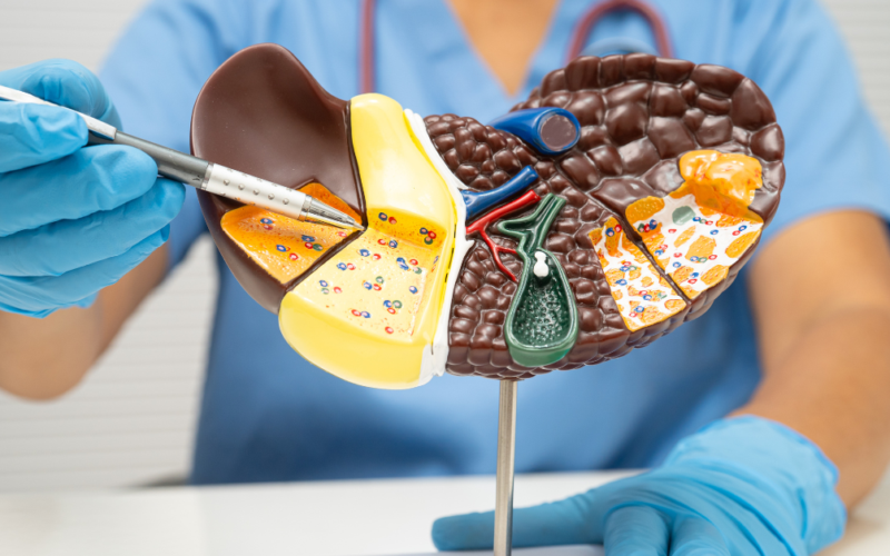 A healthcare professional in gloves and scrubs points with a pen at a detailed liver model, illustrating its internal structures and functions.