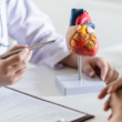 Healthcare provider using an anatomical heart model to discuss cardiovascular health with a patient.