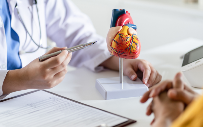 Healthcare provider using an anatomical heart model to discuss cardiovascular health with a patient.
